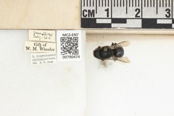 Media type: image;   Entomology 790474 Aspect: Labels